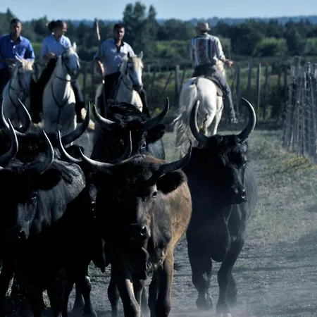 A101 L'écume Des Vagues Le Grau-du-Roi