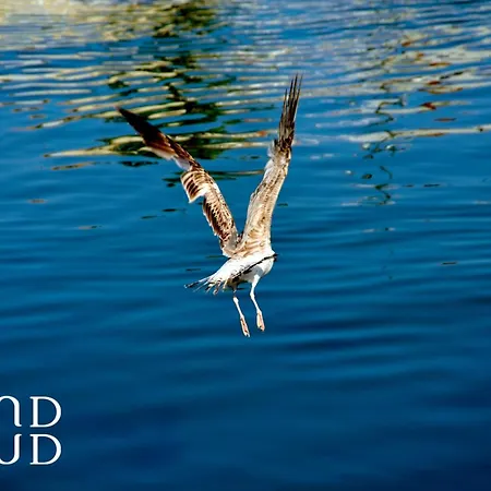 A101 L'écume Des Vagues